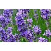 377 49497 1 levandule uzkolista munstead lavandula angustifolia munstead