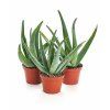 Aloe vera 4