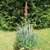 Aloe 2