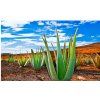 Aloe vera 1