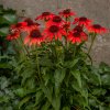 echinacea red pearl 2