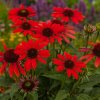 echinacea red pearl 1