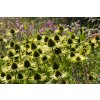 echinacea green jewel 2