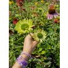 Echinacea hybrida " Green Jewel " - Třapatka nachová