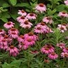 echinacea purpurea magnus 4