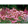 echinacea purpurea magnus 3