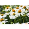 Echinacea Purpurea Alba 1