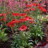 echinacea red pearl 2