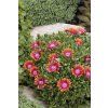 Delosperma Fire Spiner 2