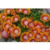 Delosperma Fire Spiner 1