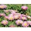 delosperma Peach star