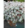 Sedum cape Blanco2