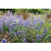 Echinops bannaticus 2