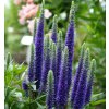Veronica spicata Ulster Blue Dwarf 2