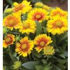 Gaillardia aristata Arizona Apricot 3