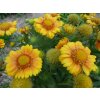 Gaillardia aristata Arizona Apricot 4