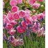 Hidcote 6