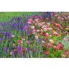 Hidcote 5