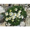 delsperma white nugett
