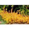 Sedum sediforme Gold2