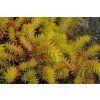 Sedum sediforme Gold1