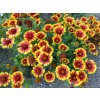 Gaillardia Arizona Sun 2