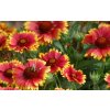 Gaillardia Arizona Sun 1