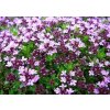 thymus vulgaris 3