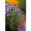 thymus vulgaris 1