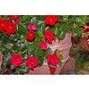 mandevilla