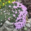 Armeria juniperifolia Brno 2