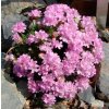 Armeria juniperifolia Brno 3