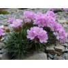 Armeria juniperifolia Brno 1