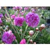 Armeria Maritima Armada Rose 2