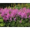 Astilbe Amethyst 3