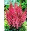 Astilbe Bremen 2