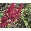 astilbe Bremen 1