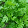 petroselium sativum 2