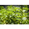 Mentha piperita 8
