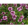 Thymus Citriodorus 2