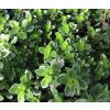 Thymus Citriodorus 4