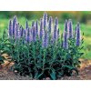 Veronica Nana Blauteppich veronica