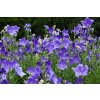 Platycodon grandiflorus Cordo Blue 1