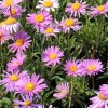 Aster alpinus Happy End 2