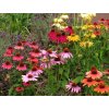 echinacea cheyenne spririt 2