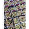 Delosperma Jewel of Desert - Kosmatec