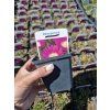 Delosperma Jewel of Desert - Kosmatec