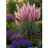 cortaderia rosea