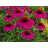 ChatGPT Image 27. 7. 2026 15 16 45