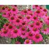 echinacea powwow wild berry